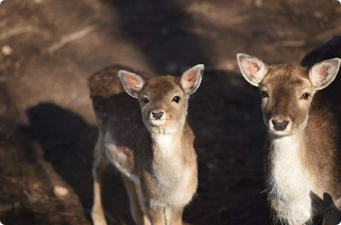Deer and farm animals at Karriofyllis organic farm, Lesvos hills